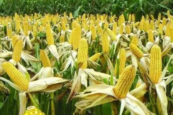 海科018玉米种子特征特性，适宜播种期4月下旬～5月上旬