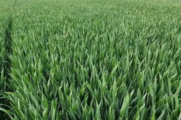 西农579小麦种子特征特性，适宜播期10月上中旬