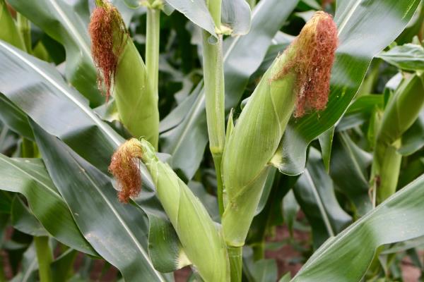 均隆1358（K858）玉米种子简介，每亩种植密度4500株左右