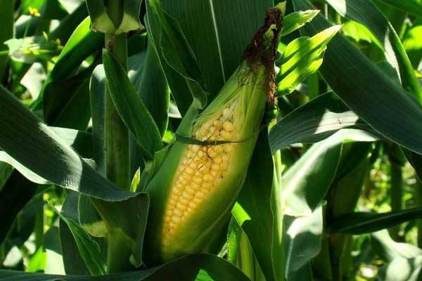 新玉777玉米种子特点，放赤眼蜂防治玉米螟虫