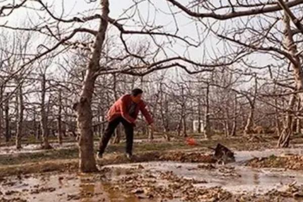 苹果树什么时候浇水，萌芽期、开花期、膨大期等时期均要提供水分