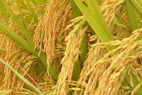 丹粳24水稻品种的特性，一般肥力地块