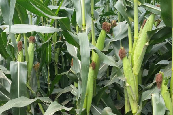 吉农大39玉米种子特点，中等肥力以上地块栽培