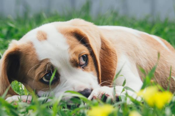 狗遗传性骨骼病有哪些，常见以下5种