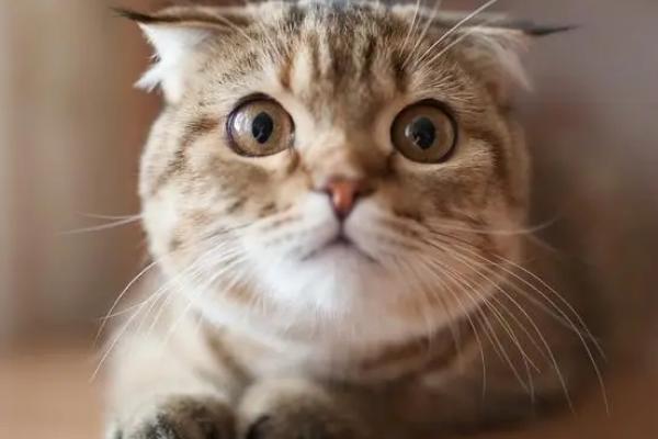 猫咪口臭的常见原因，可能是牙结石或饮食不当导致的
