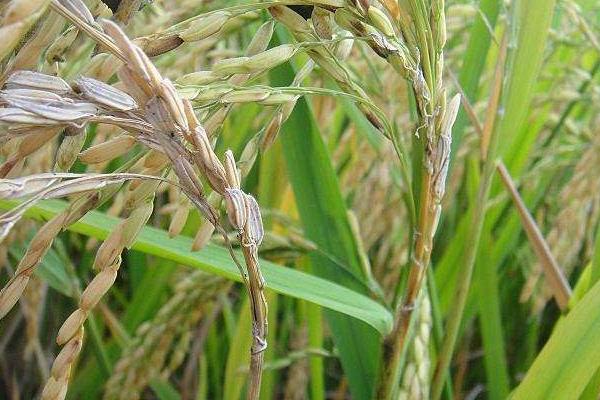松雅530水稻品种的特性，全生育期110.2天