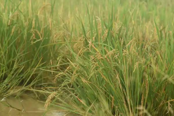 松雅530水稻品种的特性，全生育期110.2天