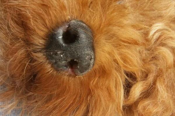 狗狗的鼻子为什么会掉色，年龄变化、缺乏光照或营养不足均会导致