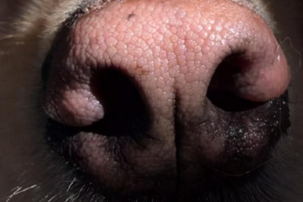 狗狗的鼻子为什么会掉色，年龄变化、缺乏光照或营养不足均会导致