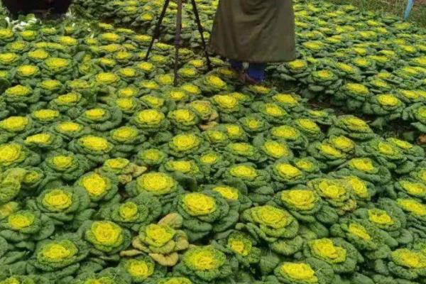 黄心菜的适宜种植时间，一般为7-9月份