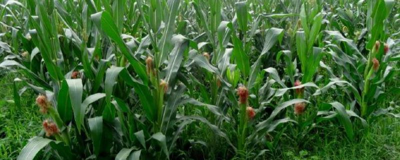 葫德美3号玉米品种简介，种植密度不宜过大