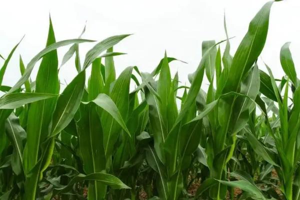 哈滨玉1号玉米种子特点，种植密度不宜过大