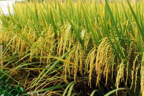 龙粳1740水稻种子特征特性，该品种主茎10片叶