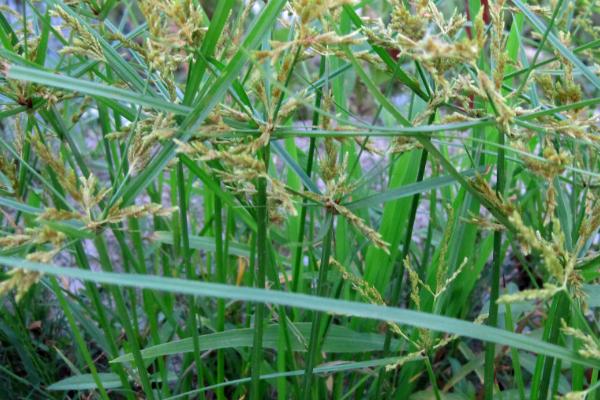 茶园主要有哪些杂草，常见的有马唐草、狗尾草、白茅等