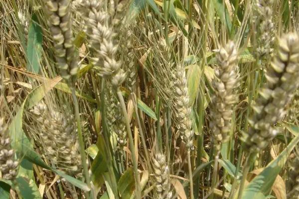 静宁13号小麦品种简介，适宜播种期9月中下旬