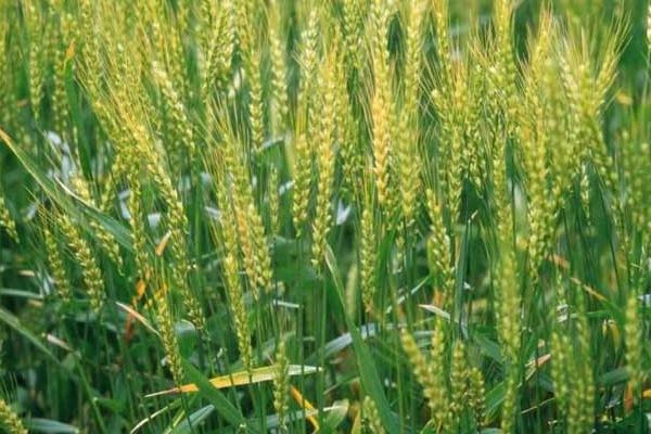 灵麦2号小麦种子介绍，适宜播种期9月中下旬