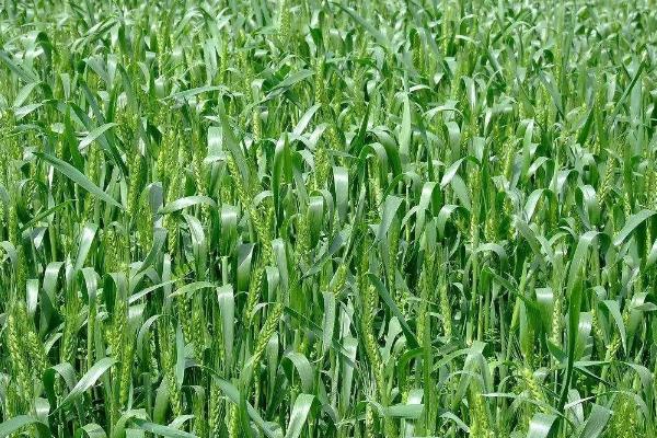 灵麦2号小麦种子介绍，适宜播种期9月中下旬
