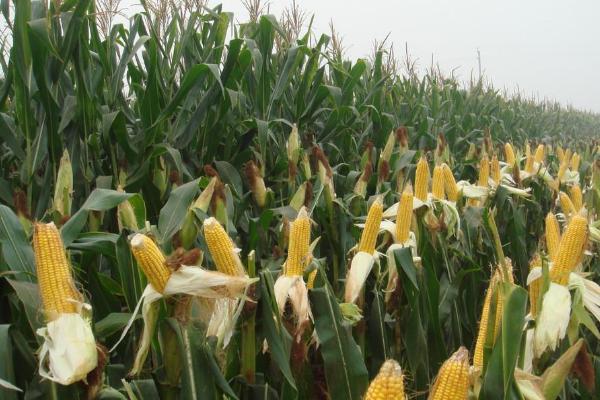 正大806玉米品种的特性，生育期间及时中耕除草