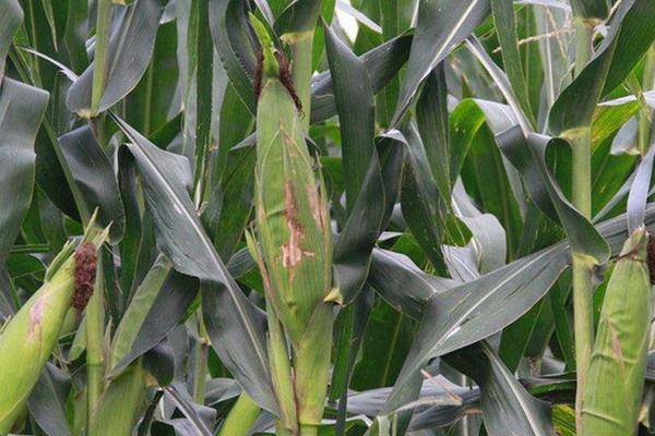 金博士705玉米品种的特性，中等肥力以上地块栽培