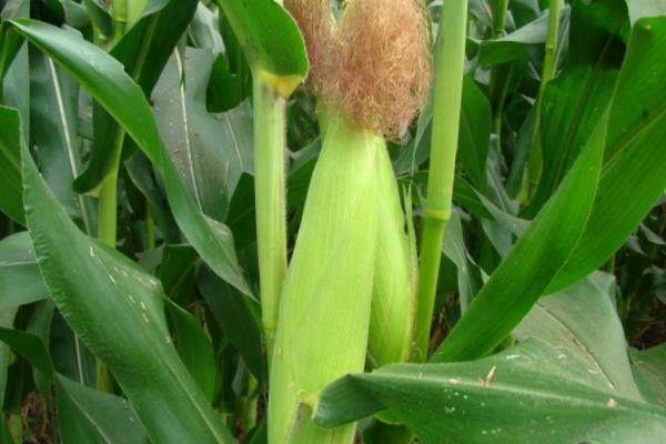 萃玉610玉米种子简介，5月下旬至6月中上旬播种
