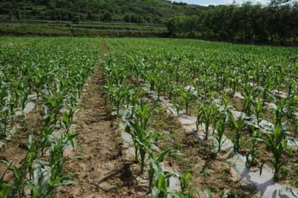 登海1953玉米种简介，亩种植密度4500株