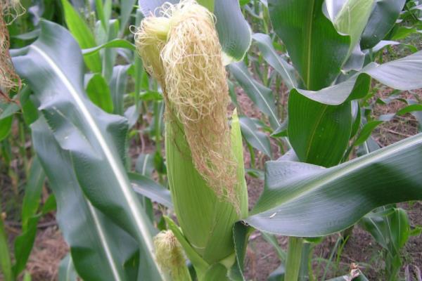 LPA673玉米品种的特性，中抗茎腐病