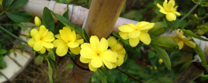 3月初能开花的植物，常见的有迎春花、玉兰花、山茶花等