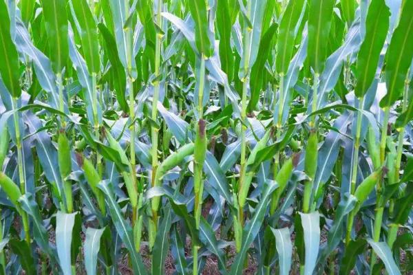 先甜18号玉米种子特征特性，整个生长期需注意防治虫害