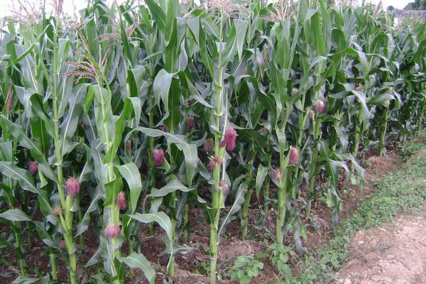 黑甜糯22玉米种简介，适宜播期4月下旬至6月中旬