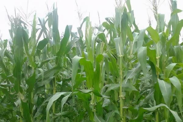 大天866玉米种子特征特性，种植密度