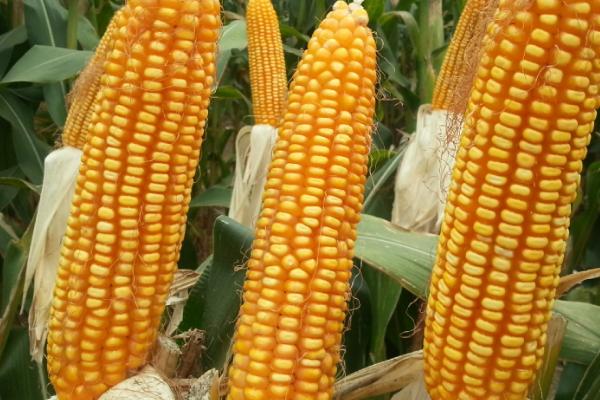 龙华389玉米种子介绍，一般在6月中上旬播种