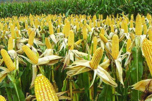 宏硕L9玉米种子特征特性，适宜播期为4月下旬－5月上旬