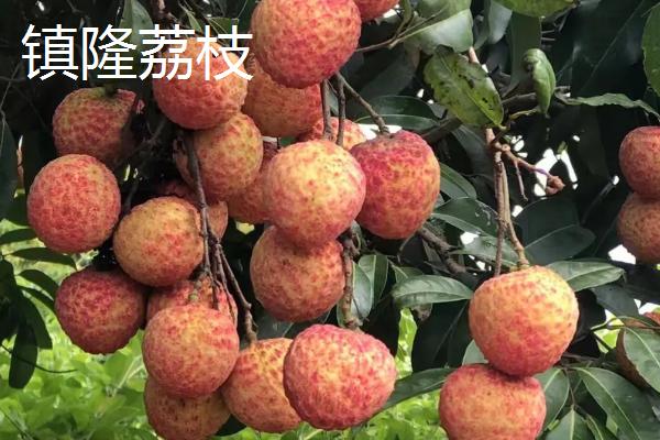 广东惠州的特产，三黄胡须鸡久负盛誉