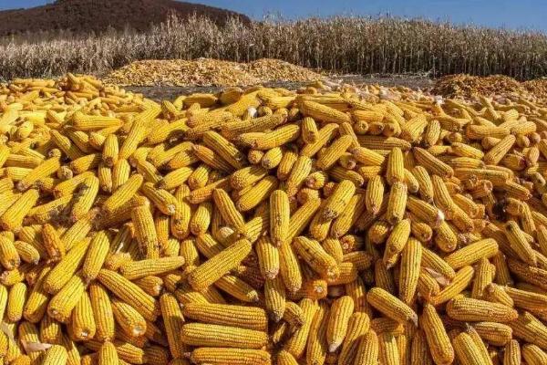 什么时候能收获玉米，是世界上种植最广的粮食作物之一