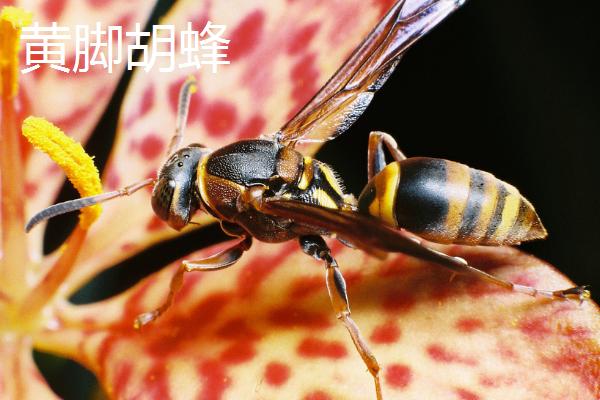 地雷蜂品种，金环胡蜂的攻击性较强