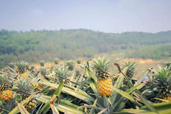 菠萝头能结果吗，注意种植方法