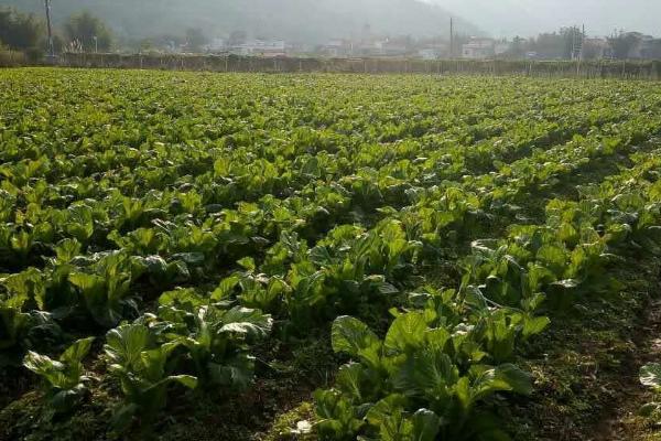 什么蔬菜可以在8月中旬种植，菠菜经过2个月即可成熟