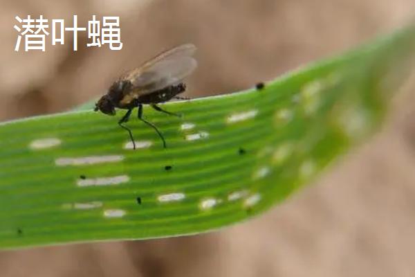 韭黄虫害防治方法，不同的虫害防治方法不同