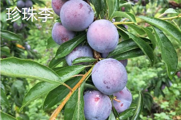 晚熟李子品种介绍，上市时间均不同