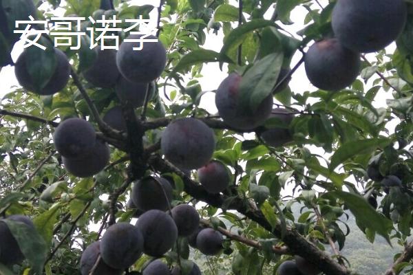 晚熟李子品种介绍，上市时间均不同