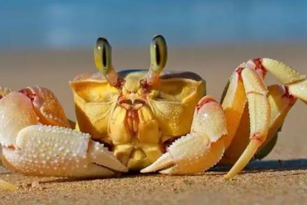 螃蟹的眼睛是不是复眼，由多只单眼构成