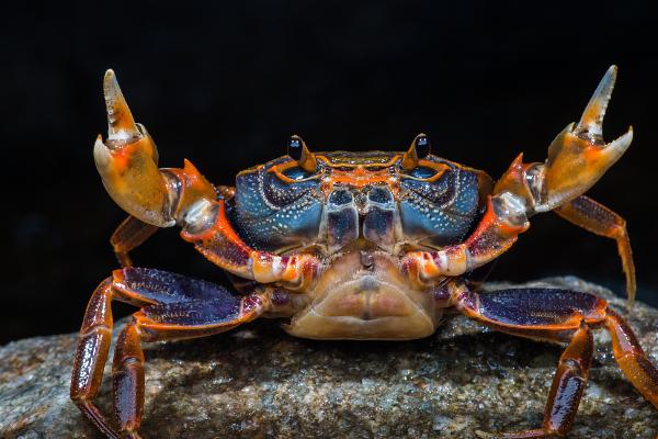 螃蟹的眼睛是不是复眼，由多只单眼构成