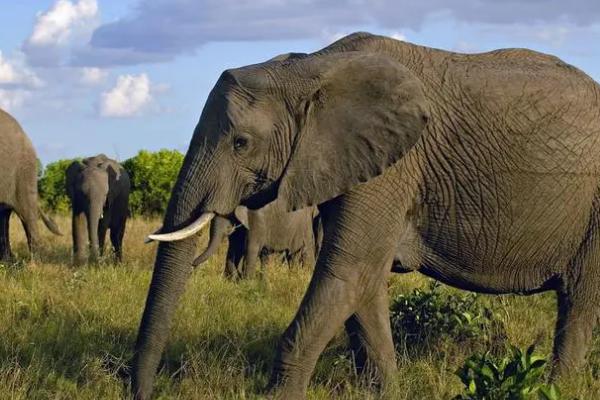 大象的特点，是最大的陆地栖息群居性哺乳动物