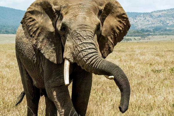 大象的特点，是最大的陆地栖息群居性哺乳动物