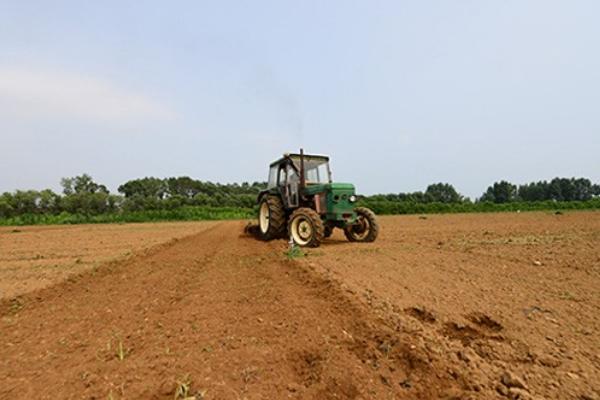 萝卜高产种植方法，适时播种是提高产量的重要因素