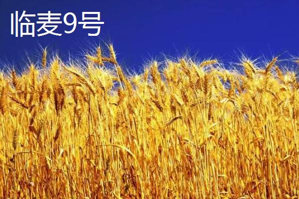 河北高产小麦品种介绍，看看这六种