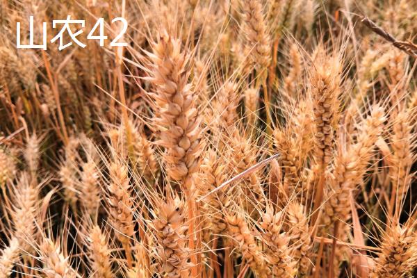 河北高产小麦品种介绍，看看这六种