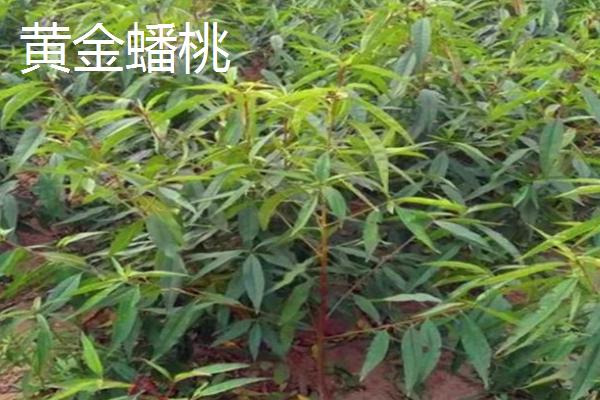 哪些桃树苗能在南方地区种植，主要包括甘奴桃、春蜜桃等类型