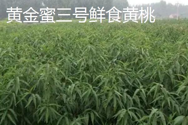 哪些桃树苗能在南方地区种植，主要包括甘奴桃、春蜜桃等类型