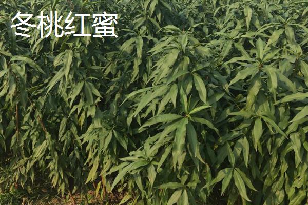 哪些桃树苗能在南方地区种植，主要包括甘奴桃、春蜜桃等类型